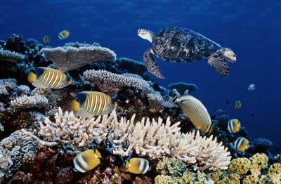Complete Your Cairns Holiday With a Trip to Green Island